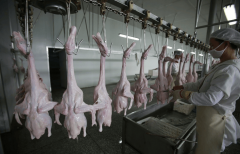 村落复兴新动能：从动化盐水鸭出产线帮